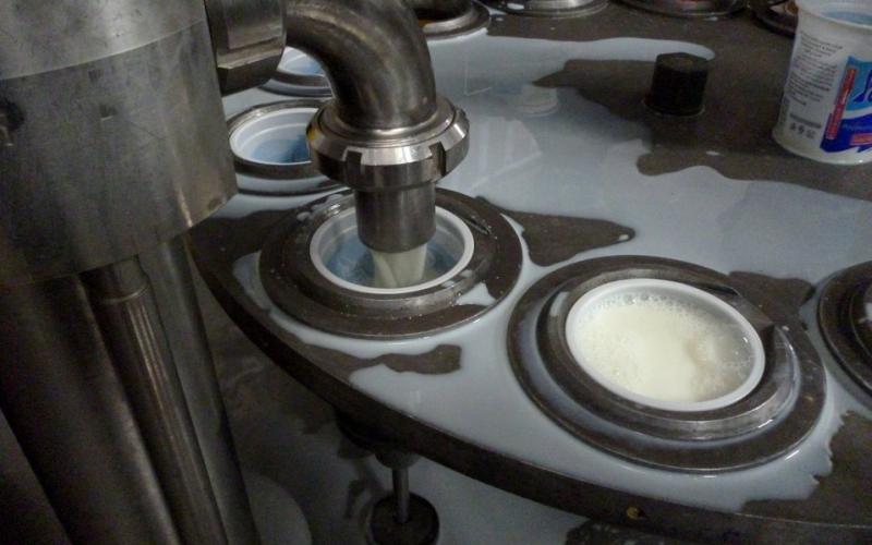 Yogurt cups are filled with a warm yogurt, then quickly sealed and cooled at a dairy processing plant