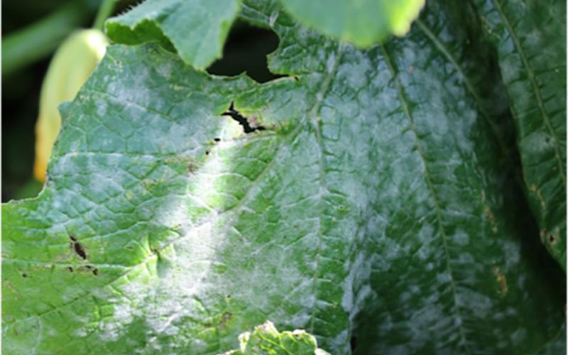 green plant leaf with white, powdery growth throughout