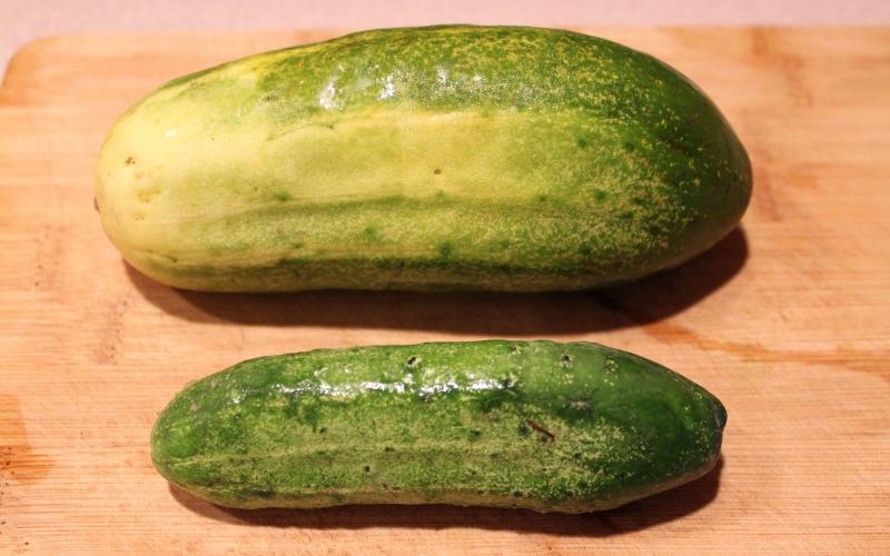 two cucumbers. the one on the top is larger and has begun yellowing. the bottom is smaller and is a crisp green color.