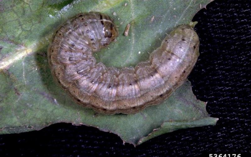 : Gray caterpillar with dark markings, white splotches and a white stripe running down the middle of its back.