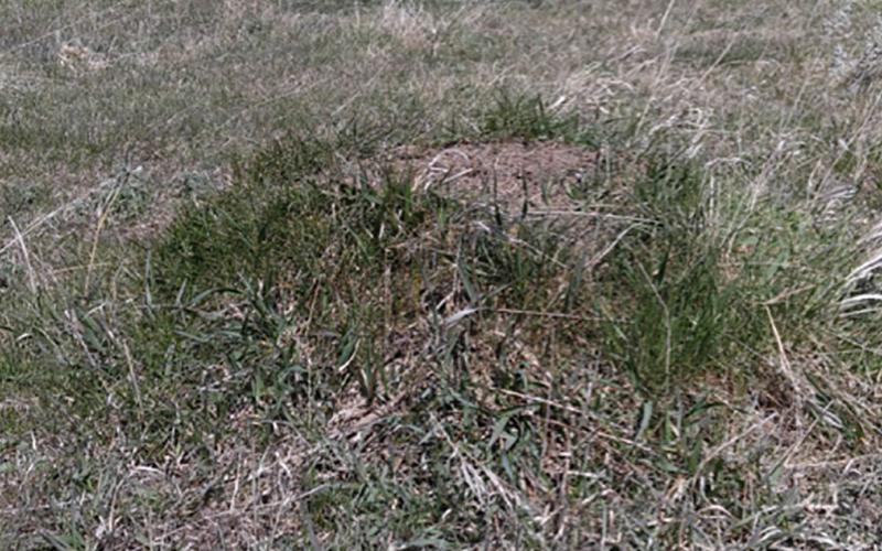 Grassy pasture with a small hill of dirt in the foreground. There is green grass at the base of the mound.