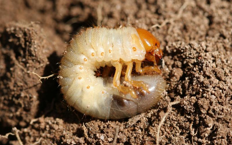 A grub that has an orange colored head and legs and a white body with a dark grey tip at the end. The grub is laying on top of the soil.