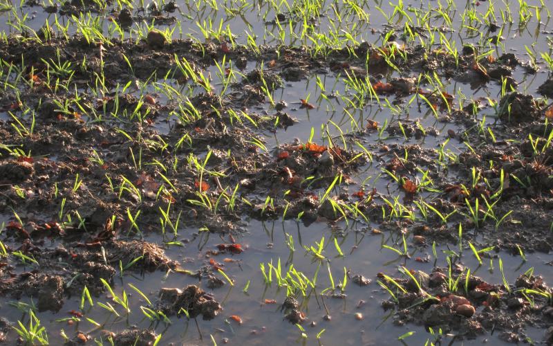 a flooded wheat field with some emerging wheat plants.