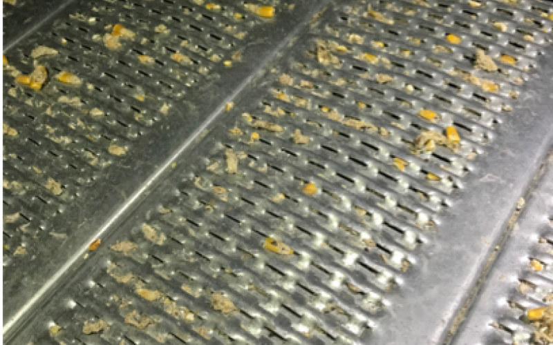 An empty grain bin full-air floor is plugged by insect webbing.