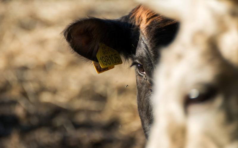 A close shot of a black and red cow's face. A blurred white cow's head is in the foreground.