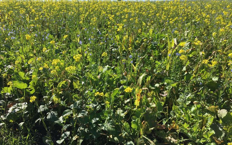 a variety of cover crops growing in a field