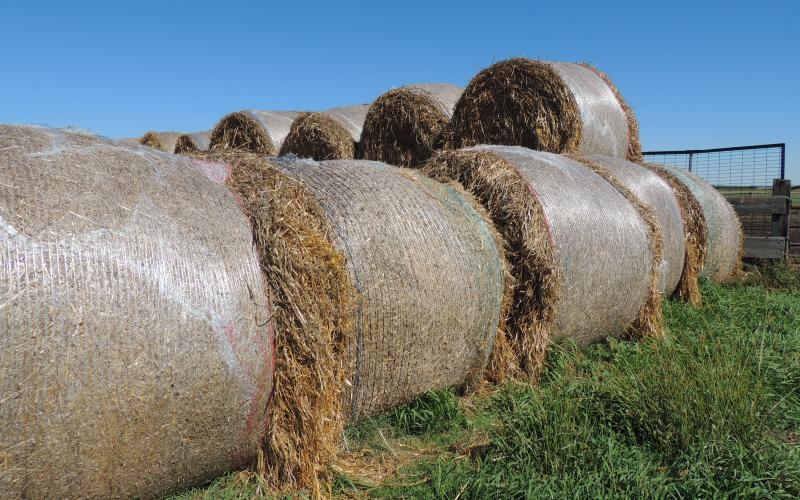 Round hay bales wrapped with net wrap in a stack.