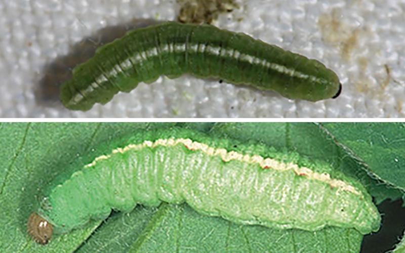 Two weevil larva. Top: alfalfa weevil. Bottom: clover leaf weevil.