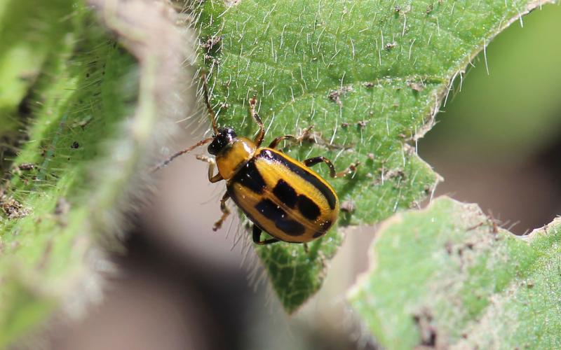 A yellow beetle with a black head, and square black markings on its back standing on a soybean leaf.