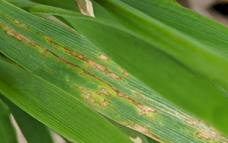 winter wheat blade with brown to tan colored lesions with water soaking around them.