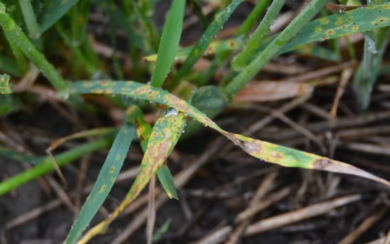 Winter wheat blades with lesions with a dark brown center and yellow margin surrounding the lesion.
