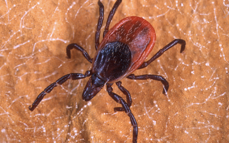 Tick that is dark brown to black in color with a reddish-orange abdomen.
