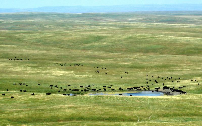 A herd of cattle gather around a stock pond on a vast, lush grassland. Courtesy: USDA [CC BY 2.0]