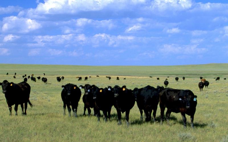 Herd of mixed cattle grazing in a vast, open range. Courtesy: U.S. Department of the Interior Bureau of Land Management