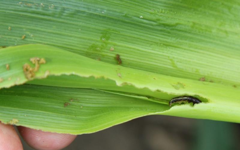 Green corn leaf with common stalk borer caterpillar within.