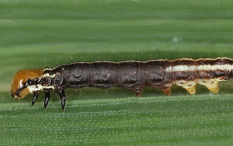 Purple-brown caterpillar with orange head on a green corn leaf.