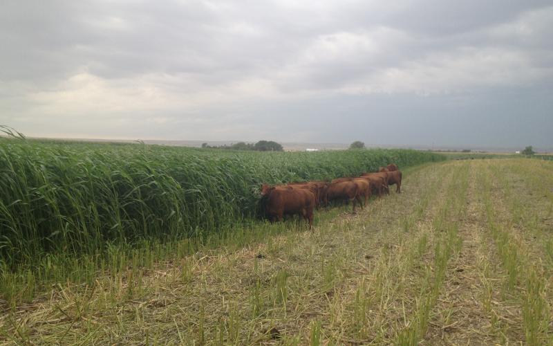 A grass forage blend grows in a central SD field as Red cattle graze.