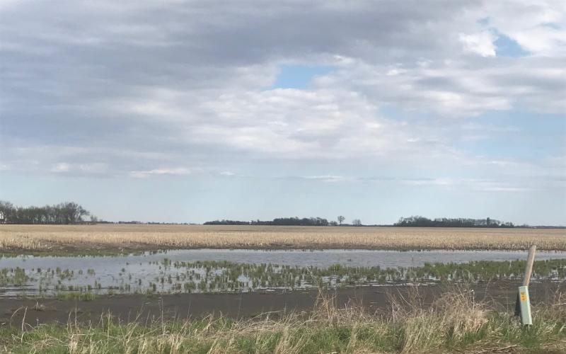 A corn field in South Dakota looking very wet due to flooding from spring rains and melted snow.