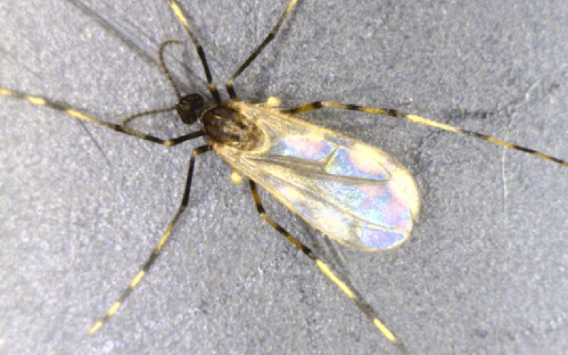 Small fly with black and white alternating bands on legs.