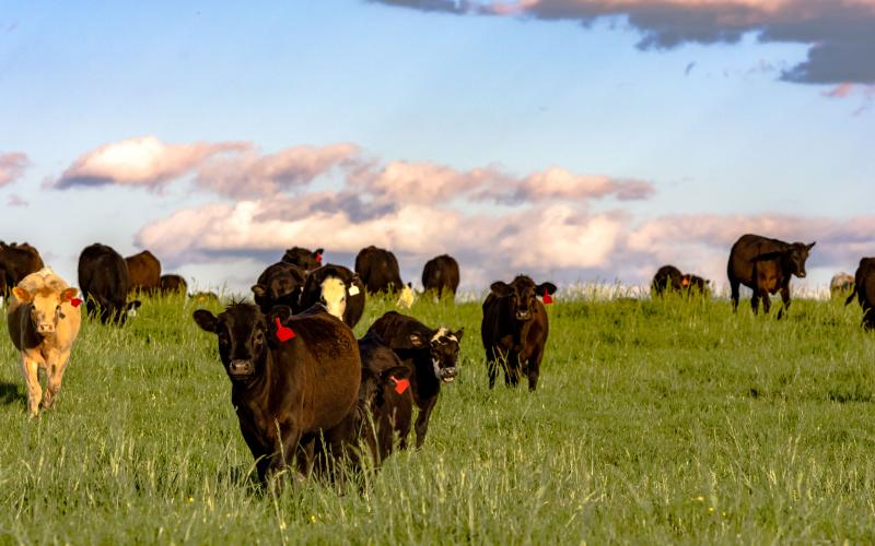 A group of mixed calves and cattles in a lush, spring pasture.