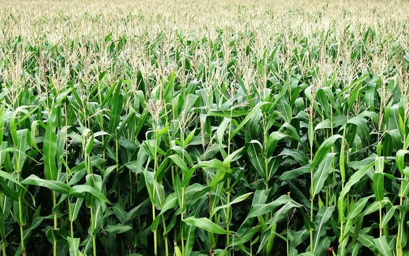 a stretching field of green corn plants