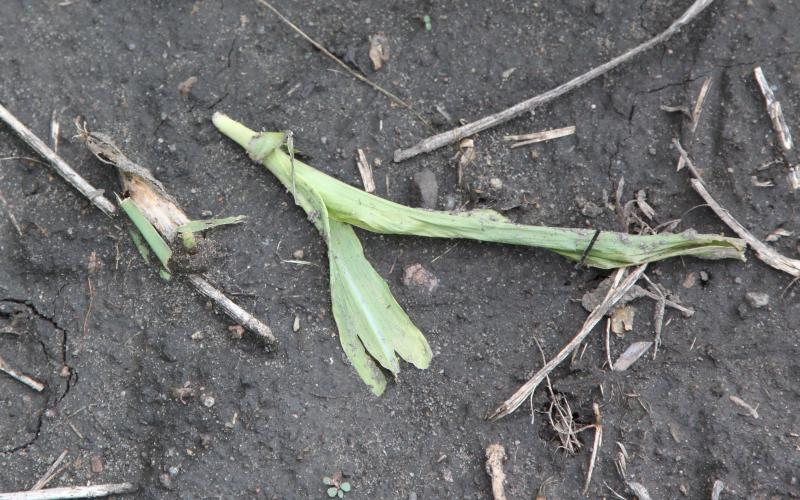 A small green corn plant that has been cut and is laying on the ground.