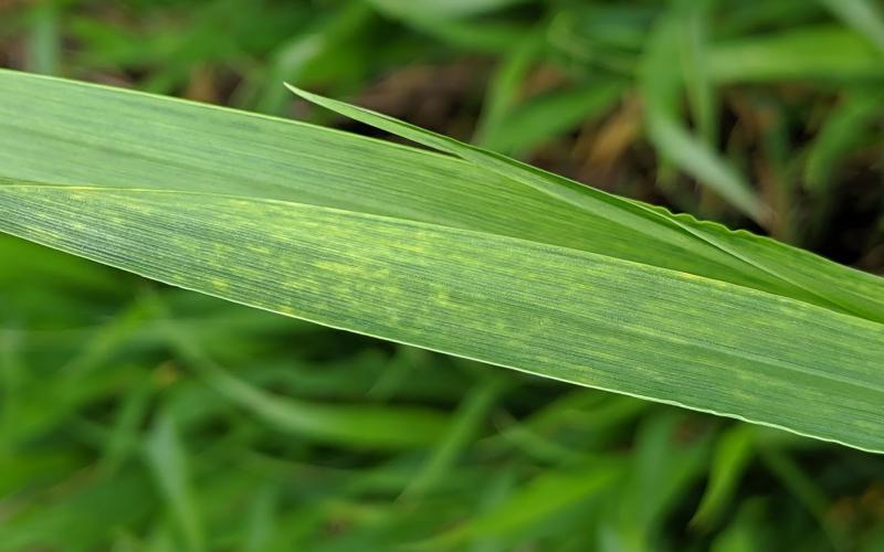 A close-up of two wheat leaves showing light yellow streaks, a symptom of wheat streak mosaic virus.