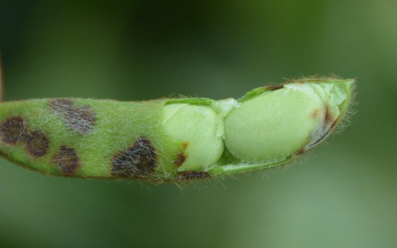 Frogeye Leaf Spot A green soybean pod with frogeye leaf spot symptoms. The pod is partially open to reveal developing seed at the end of the pod with frogeye leaf spot symptoms developing.