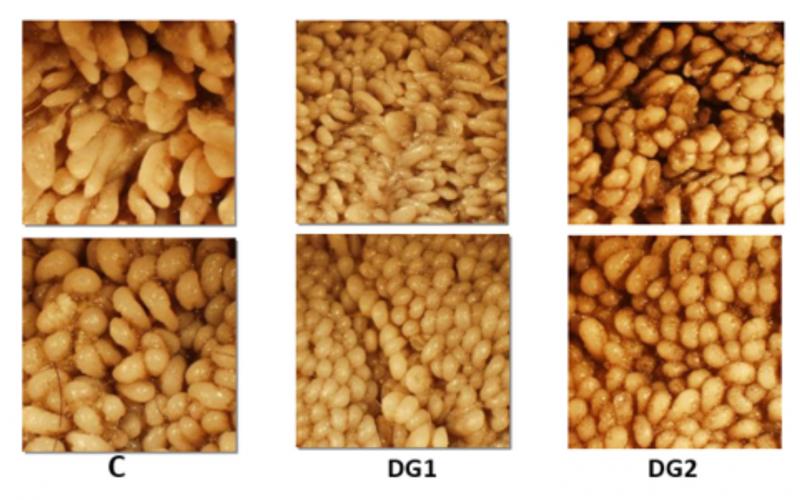 Three sets of rumen papillae photos. The first is labeled C and has several clusters of large, round, papillae. The second is DG1 and has several clusters of small to medium, round, papillae. The last is DG2 and has several clusters of small to medium, round, papillae.