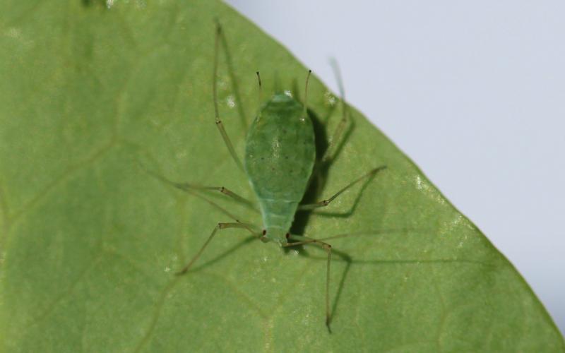 Teardrop shaped green insect with long legs and antennae on a lighter green leaf.