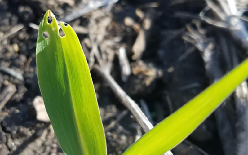 Young corn plant with three circular feeding holes in a leaf.