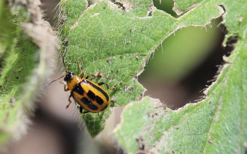 Yellow and black beetle on green soybean leaf.