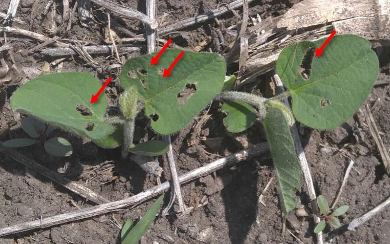 Green soybean plant with holes on the leaves (indicated by red arrows) caused by bean leaf beetle feeding.