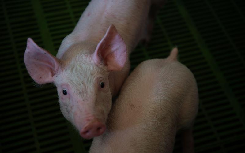 Two young pigs inside a pork production facility.