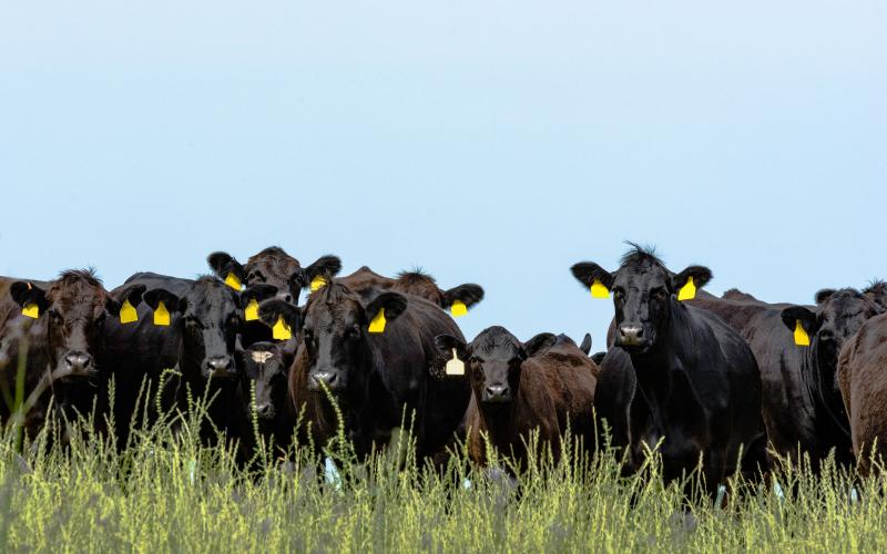 A group of black angus cows grazing in a late spring field.