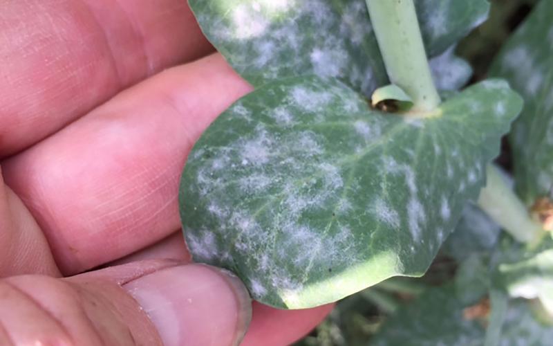 A green pea leaf with white, powdery spots throughout.