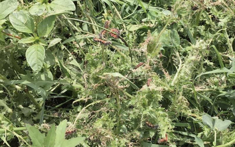 Black caterpillars with white stripes feeding on green Canada thistle.