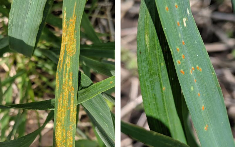 Symptoms of rust infection on wheat blades. Left: Stripe rust. Yellow pustules are arranged in a linear fashion on the wheat blade. Right: Leaf rust. Orange-brown pustules are randomly distributed on the leaf.