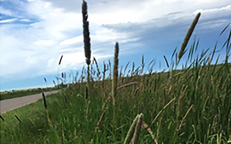 Lush, green hay growing in a ditch alongside an oil road.