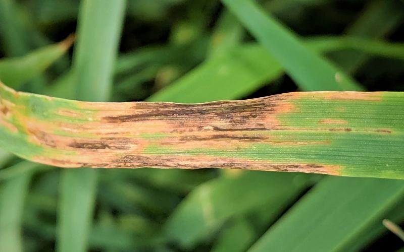Oat leaf with water-soaked, brown longitudinal lesions on the top-half of the leaf blade.
