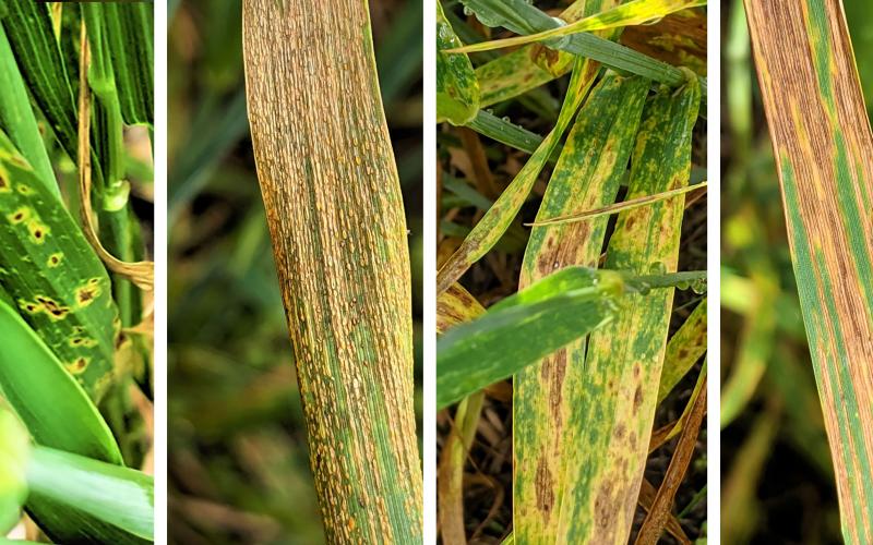 Collage of four common wheat disease symptoms. From left: Tan spot, strip rust, stagonospora leaf blotch, and bacterial leaf streak.