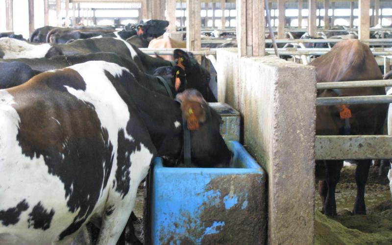 Group of black and white, spotted dairy cattle drinking from a water trough.