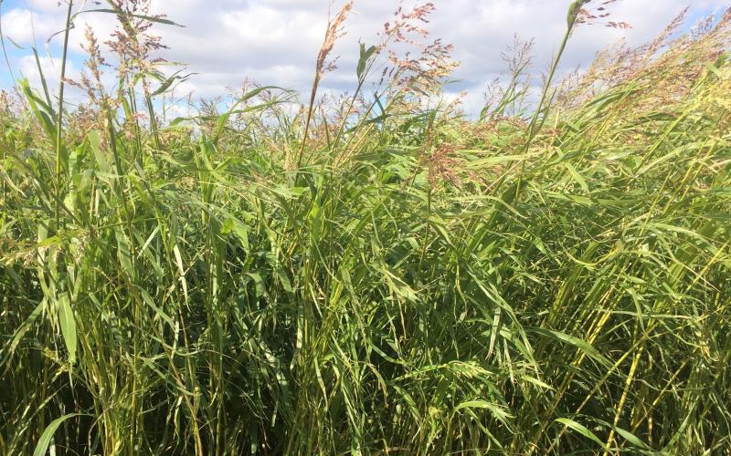 A tall, grassy, warm-season cover crop blend grown in Central South Dakota.