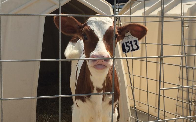 A red and white holstein calf, looking through the fence from its calf hutch on a sunny, summer day.