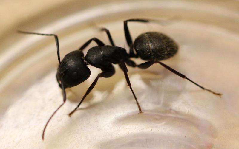 Top view of a black colored ant inside of a clear plastic container.