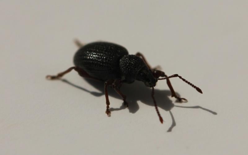 Shiny black beetle on a white background.