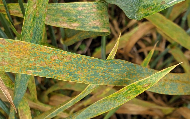 Green blades of wheat with brown, rust-like spots throughout.