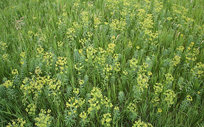A thick patch of yellow, flowering leafy spurge plants growing in a pasture.