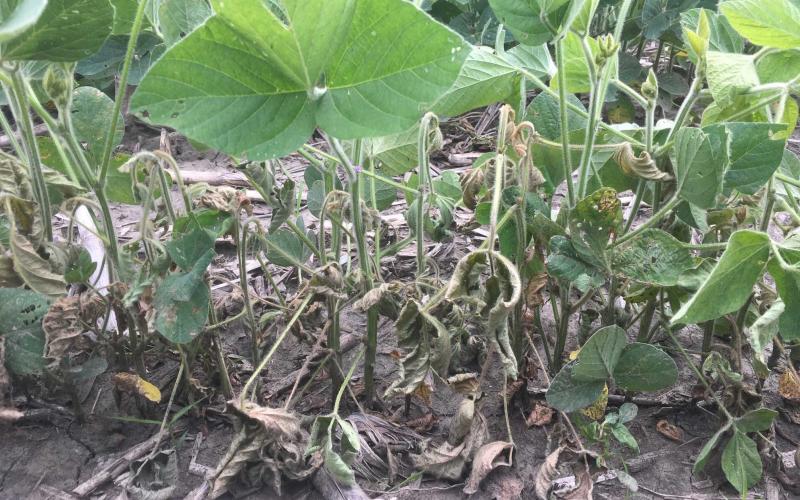 Green soybean with wilting/dying soybean within the same row.