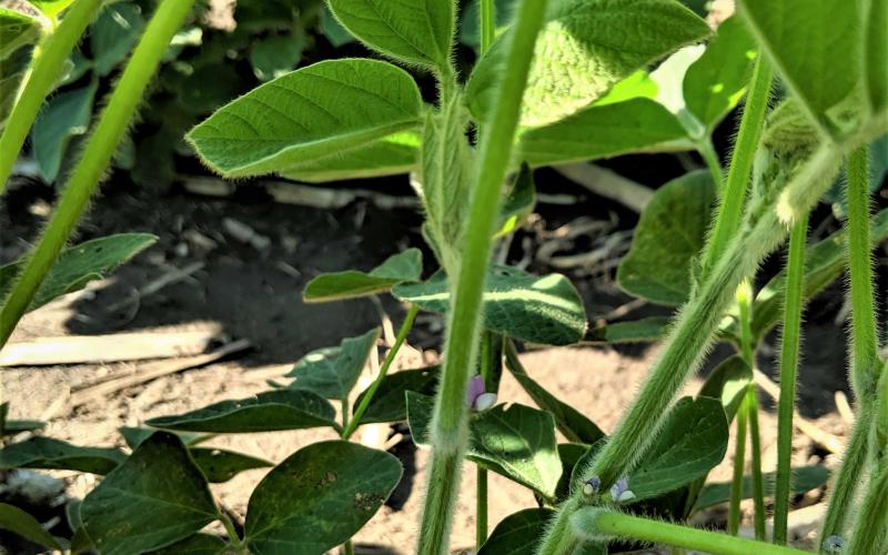 A green soybean plant with purple and white flowers begining to develop.